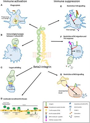 Beta2-Integrins and Interacting Proteins in Leukocyte Trafficking, Immune Suppression, and Immunodeficiency Disease